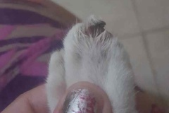 feral kitten, Timmy had been bitten by a dog
